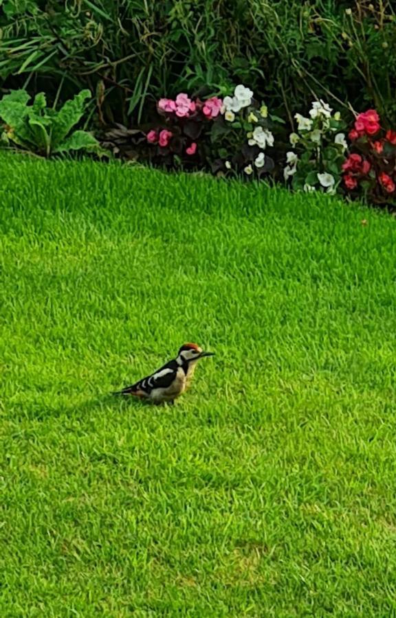 Woodpeckers Cottage スカーバラ エクステリア 写真