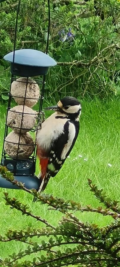 Woodpeckers Cottage スカーバラ エクステリア 写真